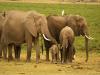 Africa Nature Animals (41)